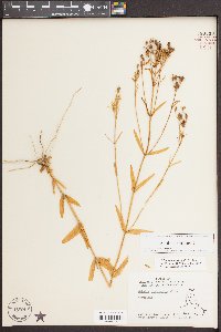 Sabatia quadrangula image