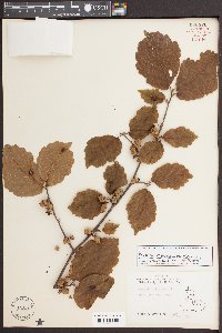 Hamamelis virginiana var. virginiana image