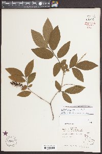 Eubotrys racemosa image