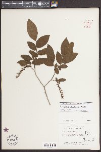 Eubotrys racemosa image