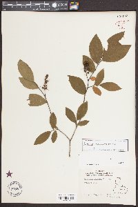 Eubotrys racemosa image