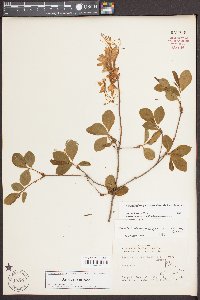 Rhododendron periclymenoides image