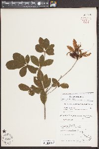 Rhododendron periclymenoides image