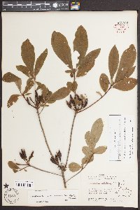 Rhododendron periclymenoides image