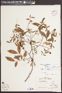 Vaccinium stamineum var. stamineum image