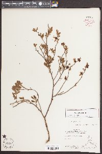 Vaccinium tenellum image