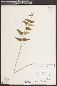 Tragia urticifolia image