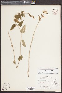 Tragia urticifolia image