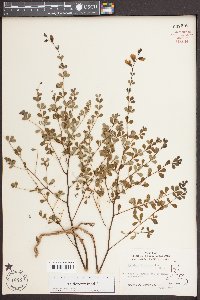 Baptisia tinctoria image