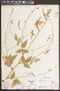 Desmodium canescens image