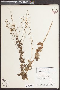 Desmodium ciliare image