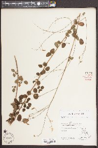 Desmodium marilandicum image