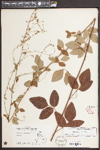 Desmodium perplexum image