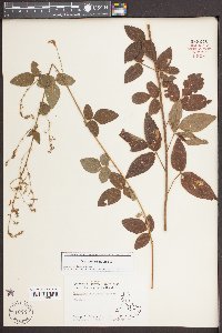 Desmodium perplexum image