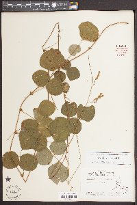 Desmodium rotundifolium image