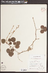 Desmodium rotundifolium image