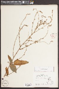 Desmodium nuttallii image