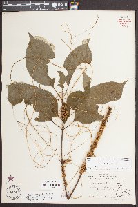 Cuscuta compacta image