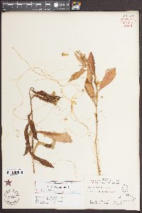 Cuscuta campestris image