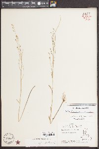 Lobelia nuttallii image