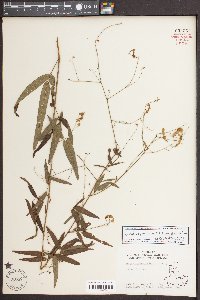 Desmodium paniculatum var. paniculatum image