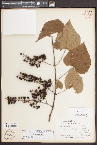 Vitis vulpina image