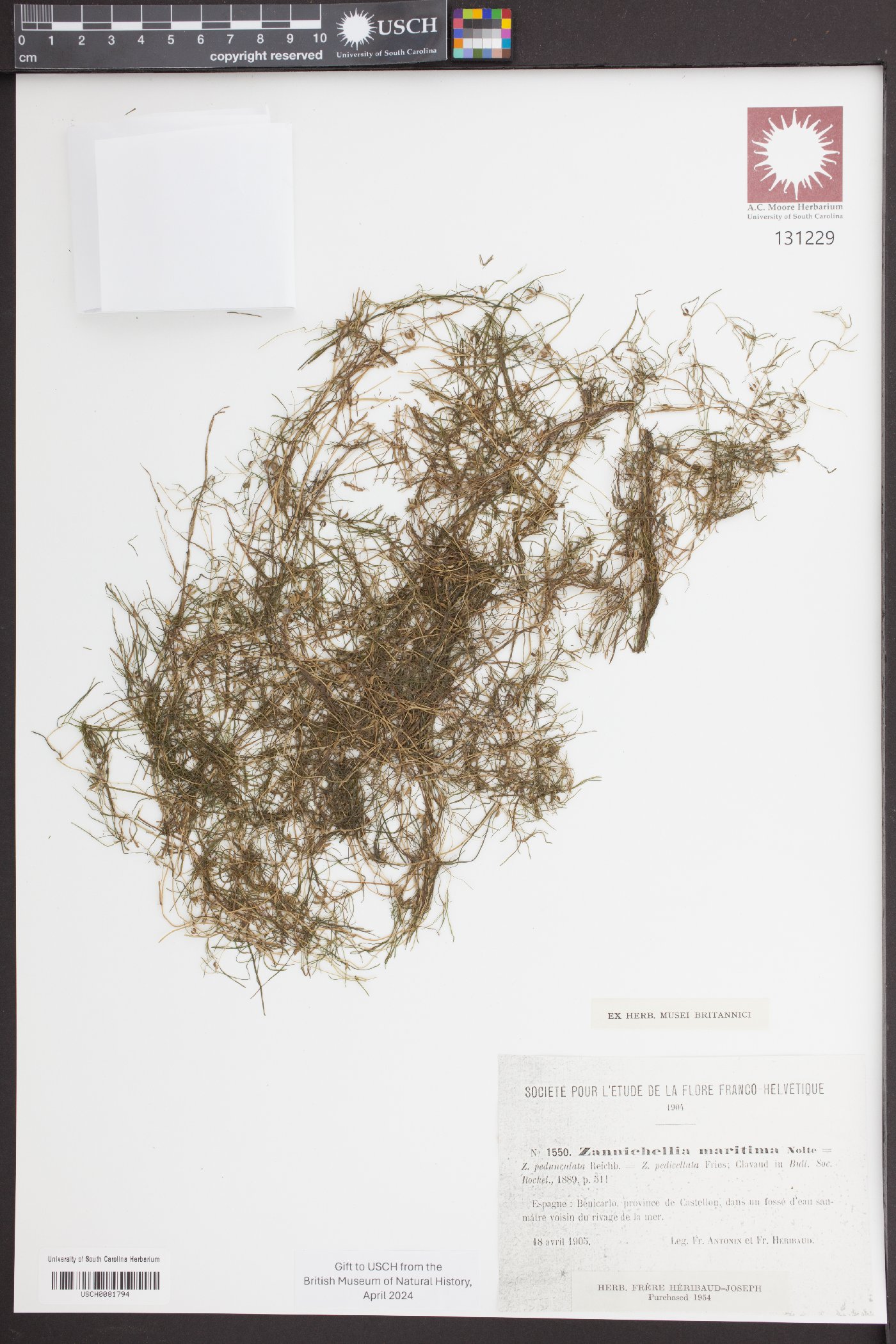 Zannichellia palustris subsp. pedicellata image