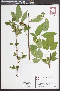 Rubus argutus image