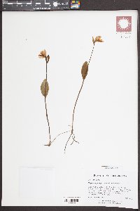 Pogonia ophioglossoides image