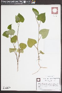 Houttuynia cordata image