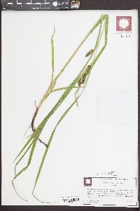 Carex aureolensis image