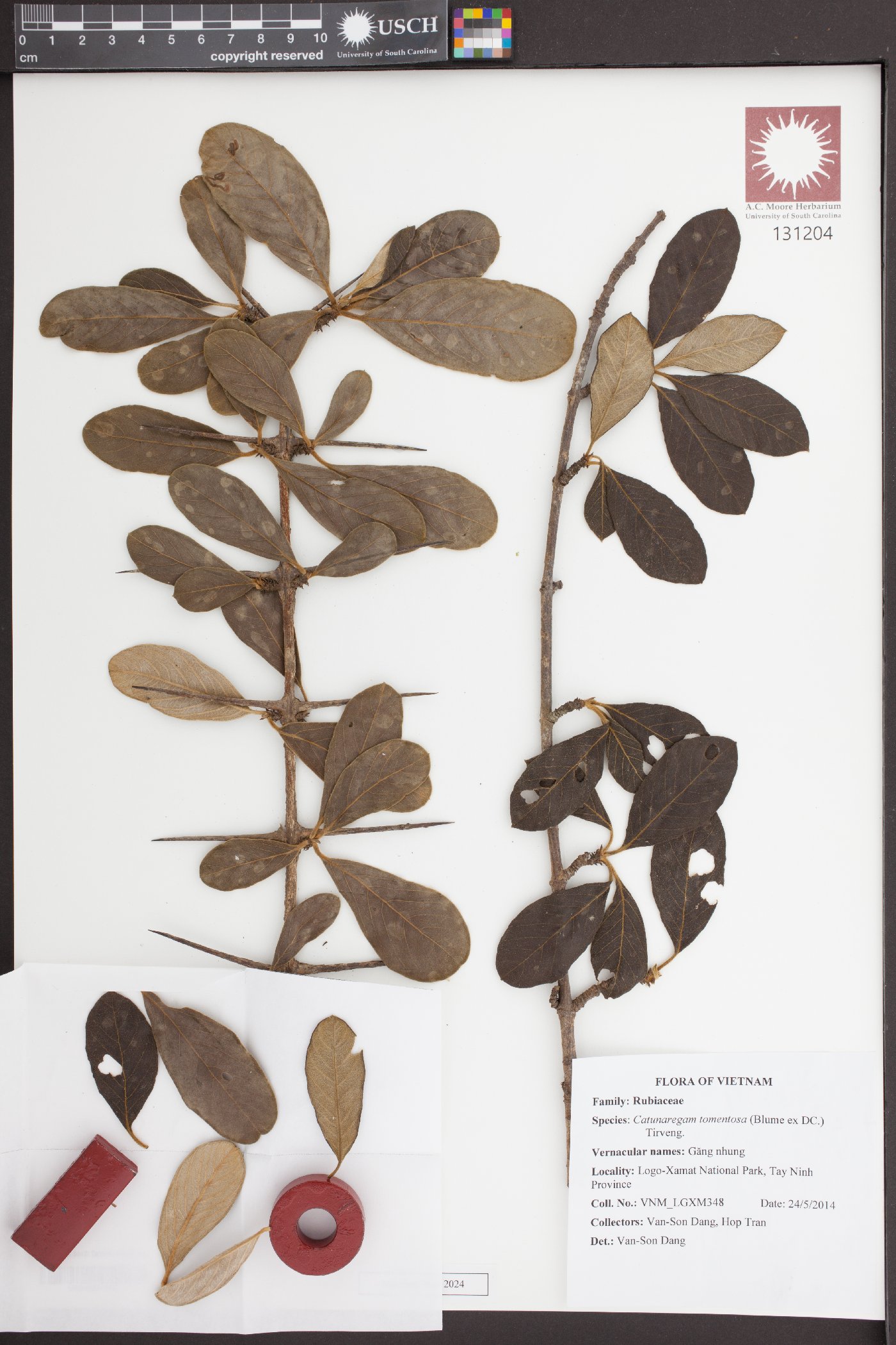 Catunaregam tomentosa image