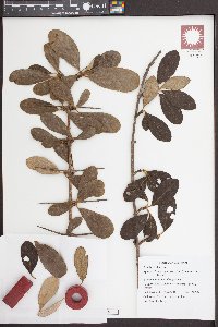 Catunaregam tomentosa image