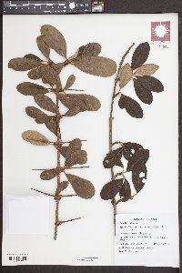 Catunaregam tomentosa image