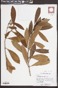 Osmanthus americanus image