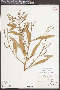 Ludwigia leptocarpa image