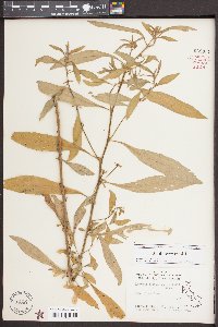 Ludwigia leptocarpa image