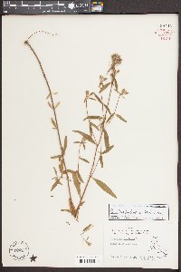 Oenothera fruticosa var. fruticosa image