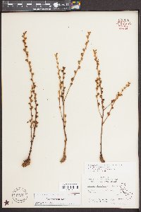 Epifagus virginiana image