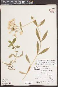 Phlox glaberrima image