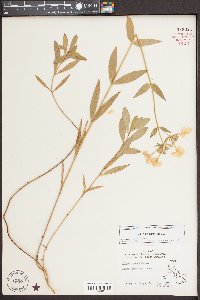 Phlox glaberrima image