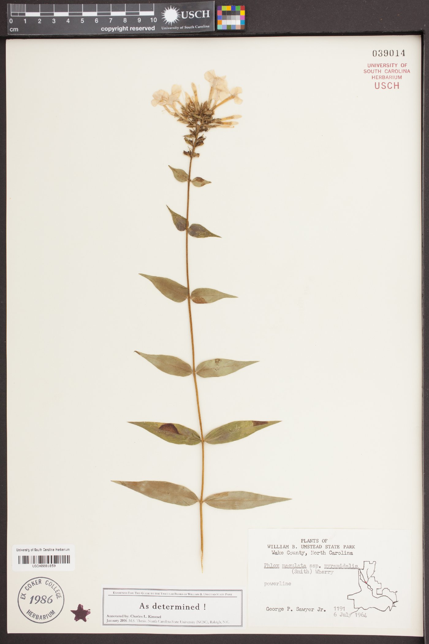 Phlox maculata var. pyramidalis image