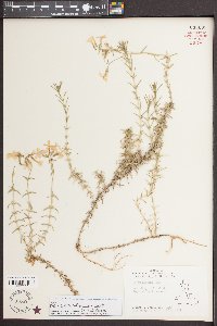 Phlox nivalis var. nivalis image