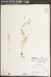 Claytonia virginica var. acutiflora image