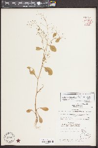 Samolus parviflorus image