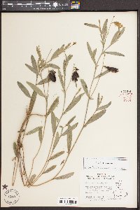 Crotalaria purshii image