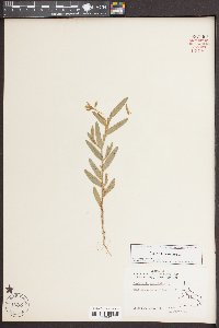 Crotalaria sagittalis image