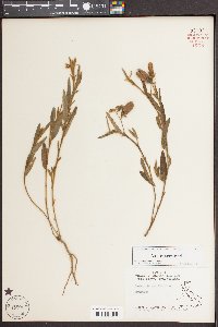 Crotalaria sagittalis image