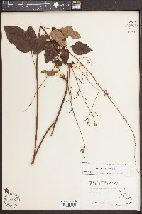 Desmodium laevigatum image