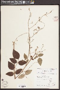 Desmodium laevigatum image